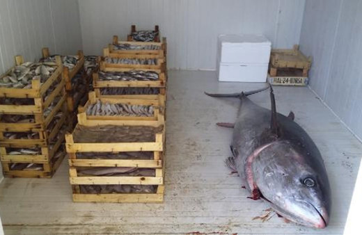 Tonlarca bayat balığı halka yedireceklerdi