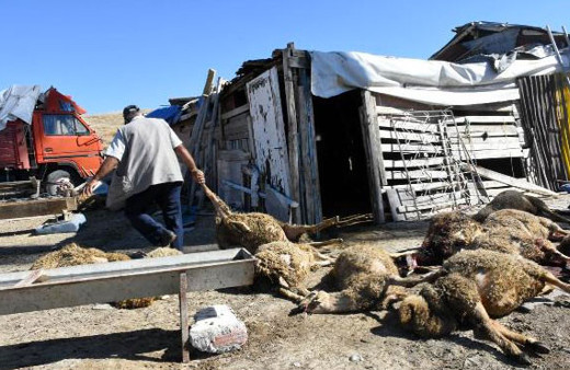 Sokak köpekleri ahırdaki 25 küçükbaşı telef etti