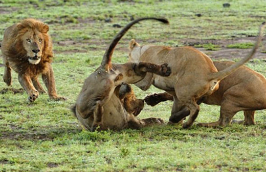Dişi aslanlar erkek aslanı az kalsın parçalıyordu!