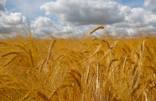 Türkiye yurtdışından 246 bin ton arpa alacak