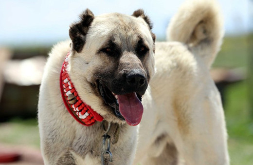İtalyan çiftçiler Sivas kangalının peşine düştü