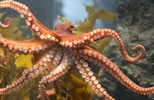 Ahtapotlara uyuşturucu verildi tepkileri dikkat çekti