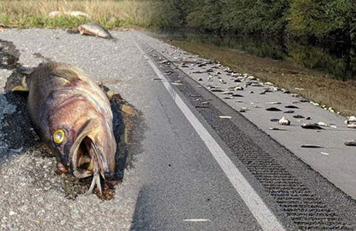 Otoyol yüzlerce ölü balıkla doldu