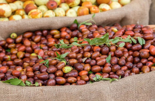 'Ölümsüzlük meyvesi'nin hasadı başladı