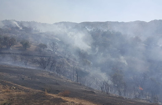 Yenipazar'da 30 dekar zeytinlik alan kül oldu