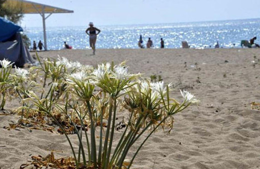 Dikkat! Bu çiçeği koparmanın cezası 48 bin lira...