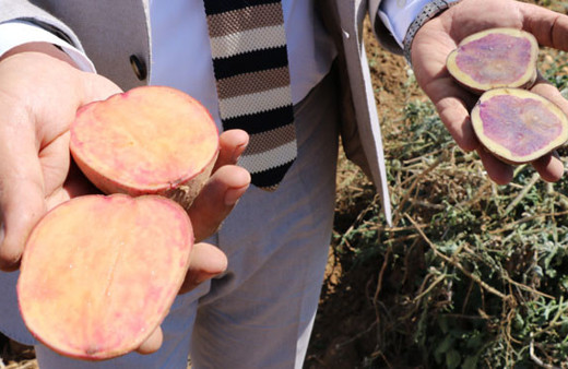 Türkiye'de ilk 'yerli ve milli' renkli patates üretildi!