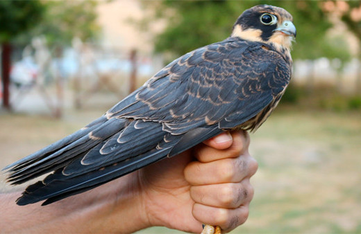 Kış erken mi geliyor? Kuşlardan al haberi