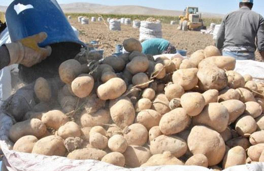 Patates fiyatları artacak mı sorusuna yanıt geldi