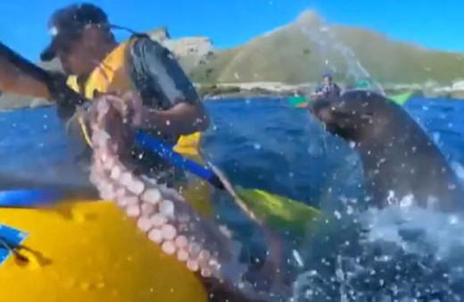 Fok balığının şoke eden hareketi!