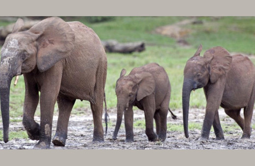 Alman turist çıktığı safaride vahşice can verdi!