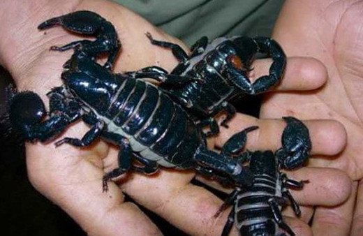 3 bin akrepli ev! Zehri için yetiştiriyorlar