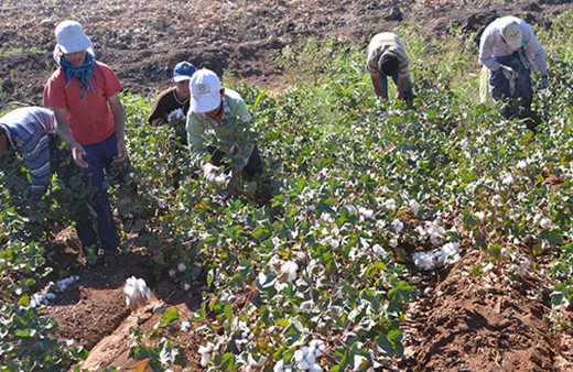 'Beyaz Altın'ın ilk hasadı yapıldı! Yeni fiyatı şaşırtacak