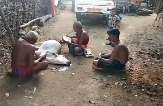 Ölmüş ineği böyle diriltmeye çalıştılar!