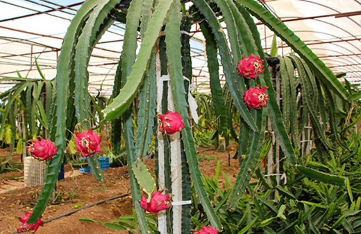 Sebzeleri söküp ejder meyvesi diktiler paraya para demiyorlar!