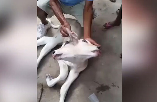 Çift başlı ineği görenler gözlerine inanamıyor! 