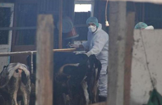 Veteriner şarbondan şüphelendi hastaneye koştu!