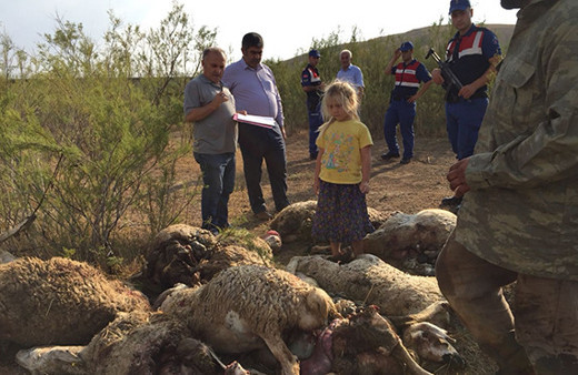 Aç kalan kurtlar sürüye saldırdı: 78 hayvan telef oldu!