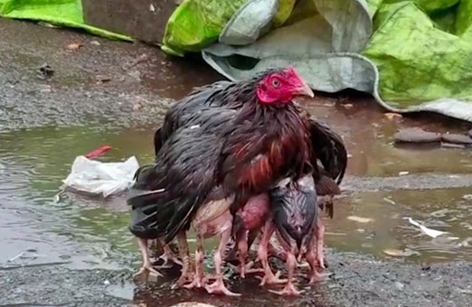 Bu görüntü olay oldu! Tavuğun annelik içgüdüsü