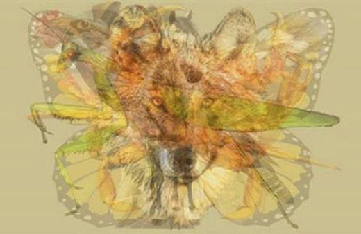 Sosyal medya bu kişilik testini konuşuyor! Resimde hangi hayvanı görüyorsunuz?