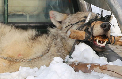 Köylüler yakaladı kaymakam devreye girdi! Korkutan görüntü