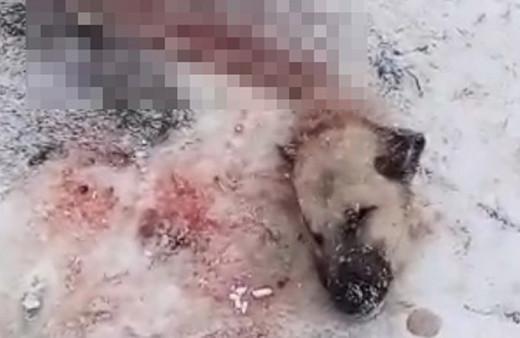 Sivas'ta köye inen kurtlar Kangal köpeğini yedi geriye başı kaldı