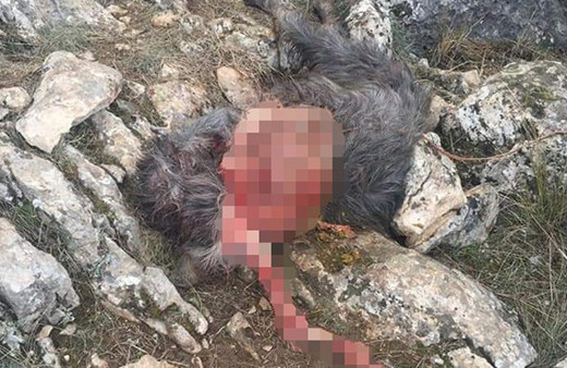 Korkunç olay: Parçalanmış halde bulundular!