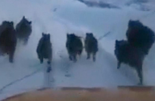 Bingöl'de domuz sürüsü karayoluna indi