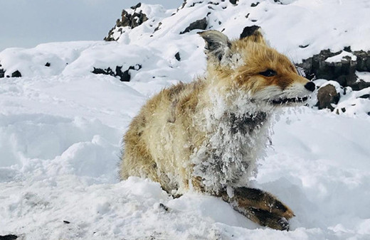 Van'da köylülerin bulduğu tilki şaşkına çevirdi : Bu haldeydi