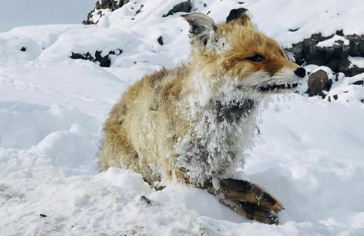 Çaldıran'daki soğuk tilkiyi dondurdu