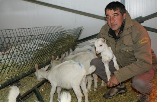 Kravatlı insanlardan bıktı keçi çiftliği kurdu 