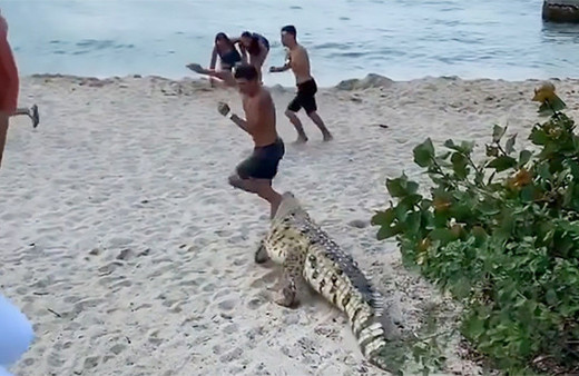 Ünlü plajı dev timsah bastı çığlıklar birbirine karıştı