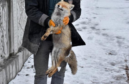 Sivas il merkezinde bulunan tilki şoke etti işe giderken asansörcü buldu