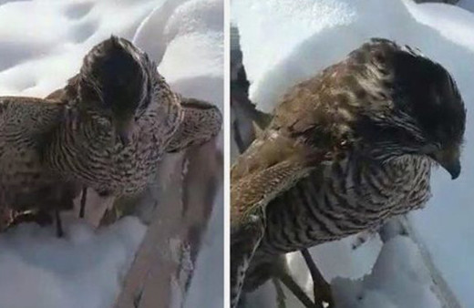 Çorum'da atmaca donmuş halde bulundu