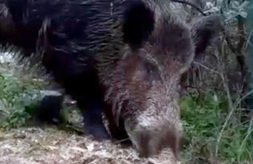 Aç kalan yaban domuzları şehir merkezine iniyor