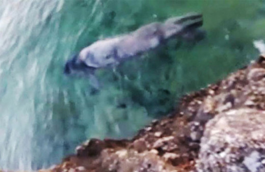 Dünyada sadece 4 yerde yaşıyor! Görenler hemen telefona sarıldı