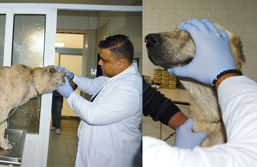 Türkiye'de bir ilk! İnsanlara uygulanıyordu sokak köpeğine takıldı