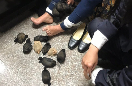 Kadının pantolunundan tam 24 tane fare çıktı böyle şey görülmedi