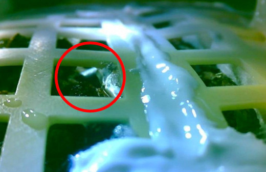 Ayda yetiştirilen ilk bitkiden kötü haber geldi