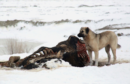 Köpekler yavrularını beslemek için leş yiyor! Konya'daki çöplükte çekildi