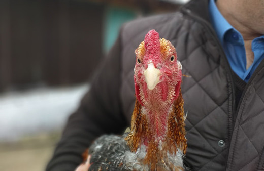 Bu tavuk başka tavuk Bursa’da üretildi boyu 1 metreyi aştı