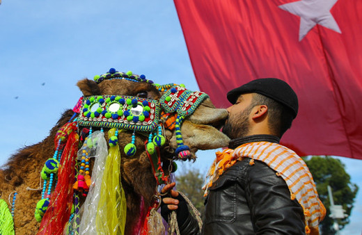 İzmir'de Miss deve seçildi kazanan Baybars oldu