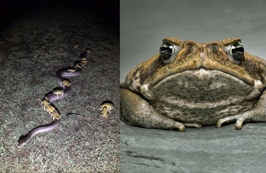 Kara kurbağaları pitonun sırtına binerek kurtuldu