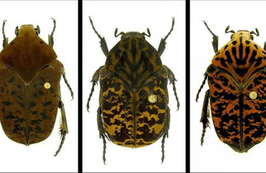 Keşfedilen böceklere Game of Thrones dizisindeki ejderhaların adı verildi