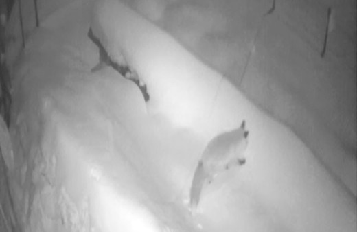 Soğukta yiyecek bulamayan tilki köye böyle indi