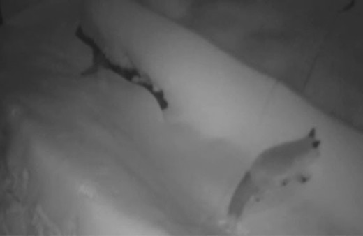 Soğukta yiyecek bulamayan tilki köye böyle indi