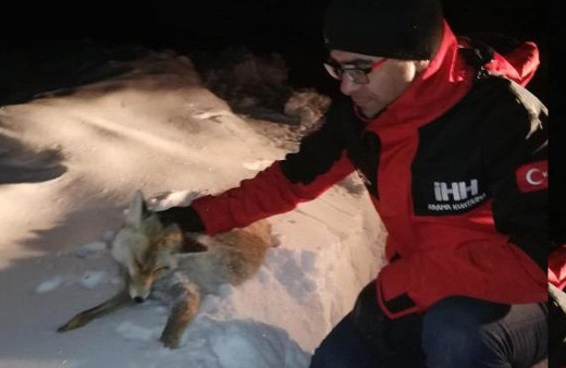 Göksun'da soğuk hava nedeniyle tilki dondu