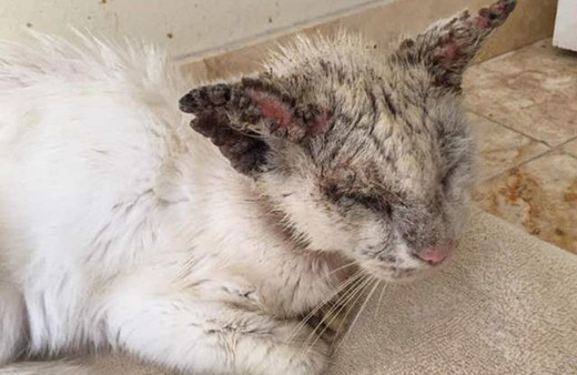 Ölümün eşiğindeyken bulundu Yara bere içindeydi gözünü bile açamıyordu