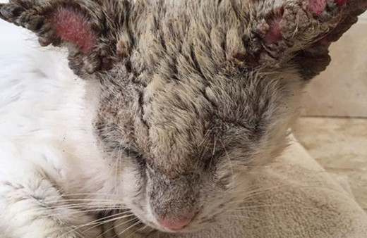 Ölümün eşiğindeydi bir de son halini bakın!