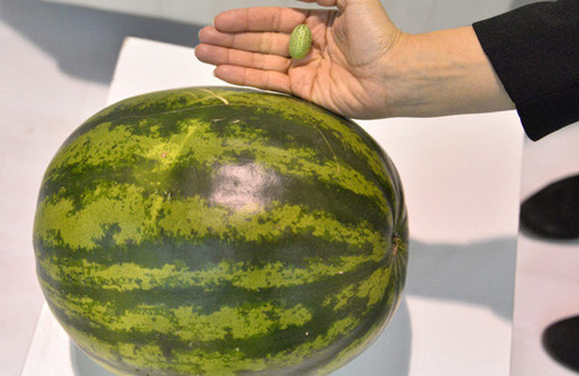 Mini karpuzun ağırlığı 150 gram fiyatı ise bakın ne kadar